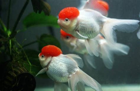 金魚要養幾隻|金魚飼養新手入門：8個金魚飼養技巧大公開（新手必。